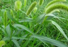 狗尾草——一种生机勃勃的多年生植物（荒野之美，独特的狗尾草）