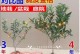 夏季桔子树的养护指南（打造健康茁壮的桔子树生长环境）
