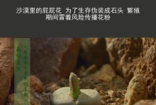 屁屁花荚（奇妙的花朵进化之旅）