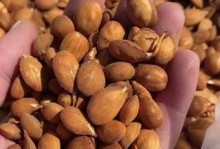 桃子种子的生长过程（探秘桃子种子的奇妙变化）