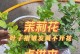 茉莉花叶子卷曲干枯的原因及解决方法（茉莉花叶子卷曲干枯的症状及预防措施）