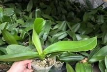 如何正确养护蝴蝶兰苗以促使其开花（蝴蝶兰苗的养护技巧与注意事项，助你成功催花）