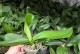 如何正确养护蝴蝶兰苗以促使其开花（蝴蝶兰苗的养护技巧与注意事项，助你成功催花）
