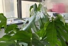 龟背竹的水培养殖方法（水培的优点与注意事项）