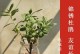 如何处理叶子上的铁锈？（有效清除铁锈，让植物重现生机）