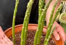 芦笋的盆栽种植方法（适合家庭养殖的绿色健康蔬菜）