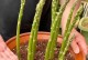 芦笋的盆栽种植方法（适合家庭养殖的绿色健康蔬菜）