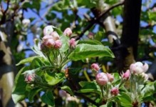 探秘苹果花期的时间长度（了解苹果花期的关键因素及生长规律）