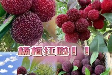广东杨梅的成熟与上市（探秘广东杨梅的成熟期及营销策略）