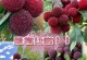 广东杨梅的成熟与上市（探秘广东杨梅的成熟期及营销策略）