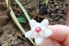 韭莲叶子软的原因及影响（解析韭莲叶子软的成因和对植物生长的影响）