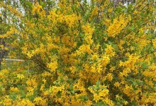 以迎春花怎么繁殖最快？（掌握关键技巧，迅速繁殖迎春花）
