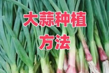 以蒜瓣怎么水种为主题的文章（掌握蒜瓣水种技巧，培育健康蒜苗）