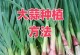 以蒜瓣怎么水种为主题的文章（掌握蒜瓣水种技巧，培育健康蒜苗）