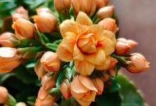 长寿花的叶子和茎如何变粗（植物生长研究）