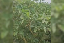 如何应对狗牙花叶子掉光的问题（快速恢复狗牙花健康绿叶的秘诀）