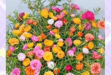 探秘以太阳花花朵谢了的处理方法（保养技巧、延长鲜花寿命的秘密）