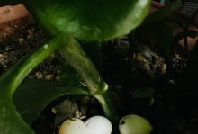 过期蛋糕可以做肥料吗？（生态环保利用，让食品浪费变废为宝）