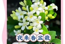 以夜来香繁殖方法及技巧（了解夜来香的繁殖过程及关键因素）