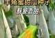 哈密瓜的种植技巧（选择适宜的种植时间和方法，一年可收获丰富的哈密瓜）