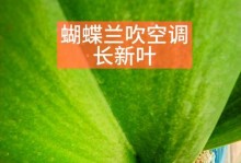 蝴蝶兰颈上长叶子之奇观（揭秘蝴蝶兰颈上长叶子的原因与奥秘）
