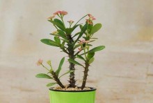 虎刺梅的繁殖与扦插方法（虎刺梅的繁殖技巧与养护方法）