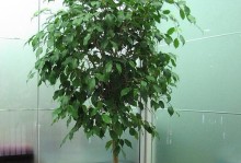 幸福树的枝繁叶茂，生生不息（探索幸福树多枝生长的奥秘）