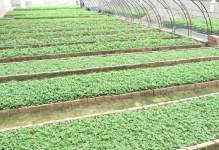 菊花带蕾扦插苗的培育与养护方法（培育更健壮的菊花芽苗，打造美丽花园）