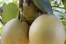 梨树种植全攻略（时间、方法、技巧，让你轻松种出好梨！）