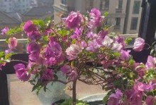 选择适合三角梅的花盆，提升盆栽养护效果（为您解析三角梅花盆选择的关键和注意事项）