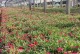 玛格丽特种植与养护指南（培养美丽的玛格丽特花园，关键在于正确的种植和养护）