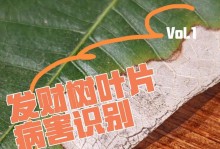 发财树冬天是否会掉叶子？（揭秘发财树在寒冷季节中的叶子现象）
