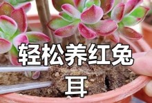 多肉兔耳朵的繁殖步骤（轻松学会多肉兔耳朵的繁殖技巧）