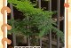 以水栽转运竹黄技巧与方法（掌握水栽转运竹黄的关键技巧，让竹黄茁壮成长）