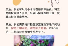 如何成功扦插三角梅（掌握这些技巧，让您的三角梅枝繁叶茂）