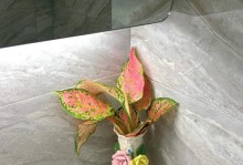 水培如意的养护技巧（提升养护技巧，让如意更旺盛）