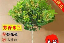 如何成功养殖米兰植物（掌握关键技巧，让米兰植物健康茁壮成长）