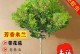 如何成功养殖米兰植物（掌握关键技巧，让米兰植物健康茁壮成长）