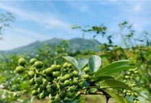 花椒肥料选择指南（如何选购合适的肥料，让花椒茁壮成长？）