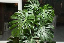 龟背竹的室内浇水技巧（打造健康生机的龟背竹，从正确浇水开始）