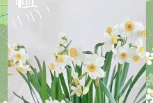 夏季水仙养护的秘诀（打造迷人夏季水仙花园的关键要点）