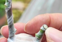 月季花嫁接技巧分享（掌握关键步骤，让嫁接的月季花长出健康根系）