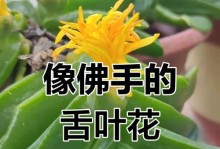 佛手掌的最佳肥料（选择合适的肥料，让佛手掌茁壮成长）