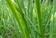 探秘韭菜的生长环境条件及特点（韭菜种植技巧、品质要求与应用场景）