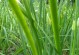 探秘韭菜的生长环境条件及特点（韭菜种植技巧、品质要求与应用场景）