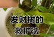 发财树肥料施用不当导致叶子发黄的应对方法（正确施肥关键，挽救发黄叶子的小技巧）
