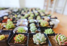 从袋装到鲜嫩入口——探索如何栽培袋装肉肉（创新农业技术引领高质量肉肉的生产与消费）