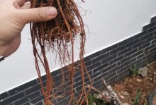如何正确修根凤仙花（从选择时间到挖掘方法，助你轻松成为凤仙花大师）