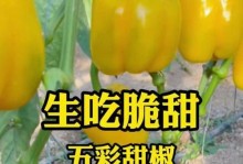 甜椒的营养与生吃（探究甜椒的营养价值及其可生吃性）