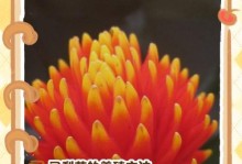 以丽穗凤梨花的养殖技巧（学会养殖丽穗凤梨，打造繁花似锦的花园）